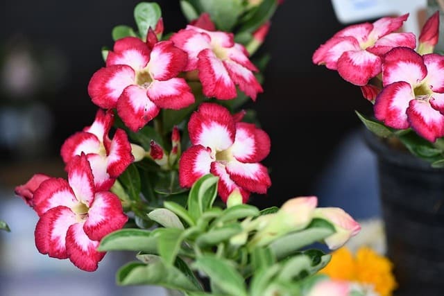 White adenium flowers with pink edges